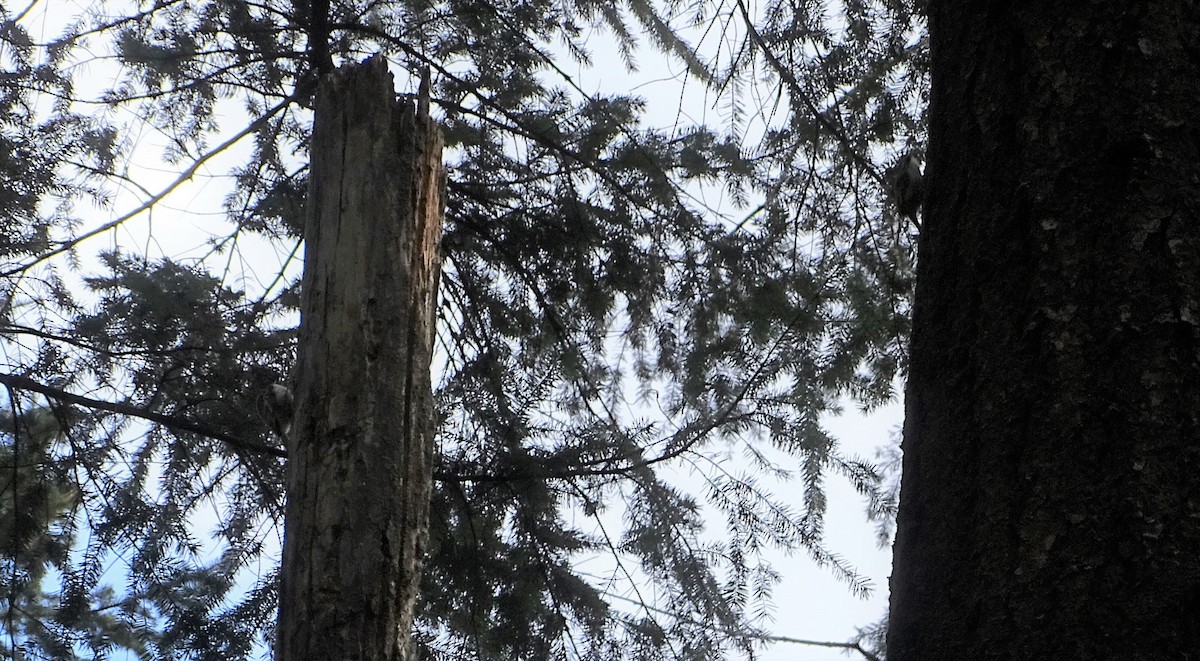 Brown Creeper - ML331087741