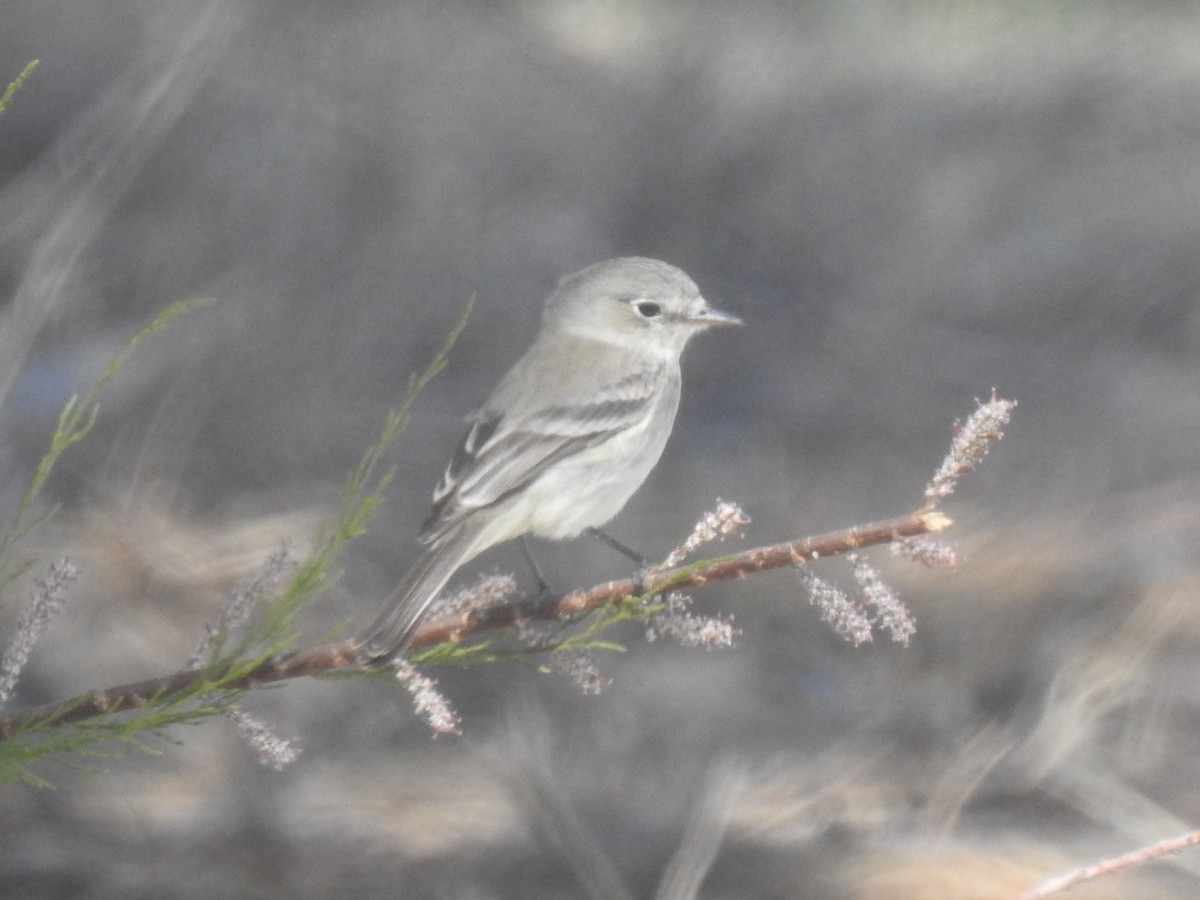 Gray Flycatcher - Chris Dean