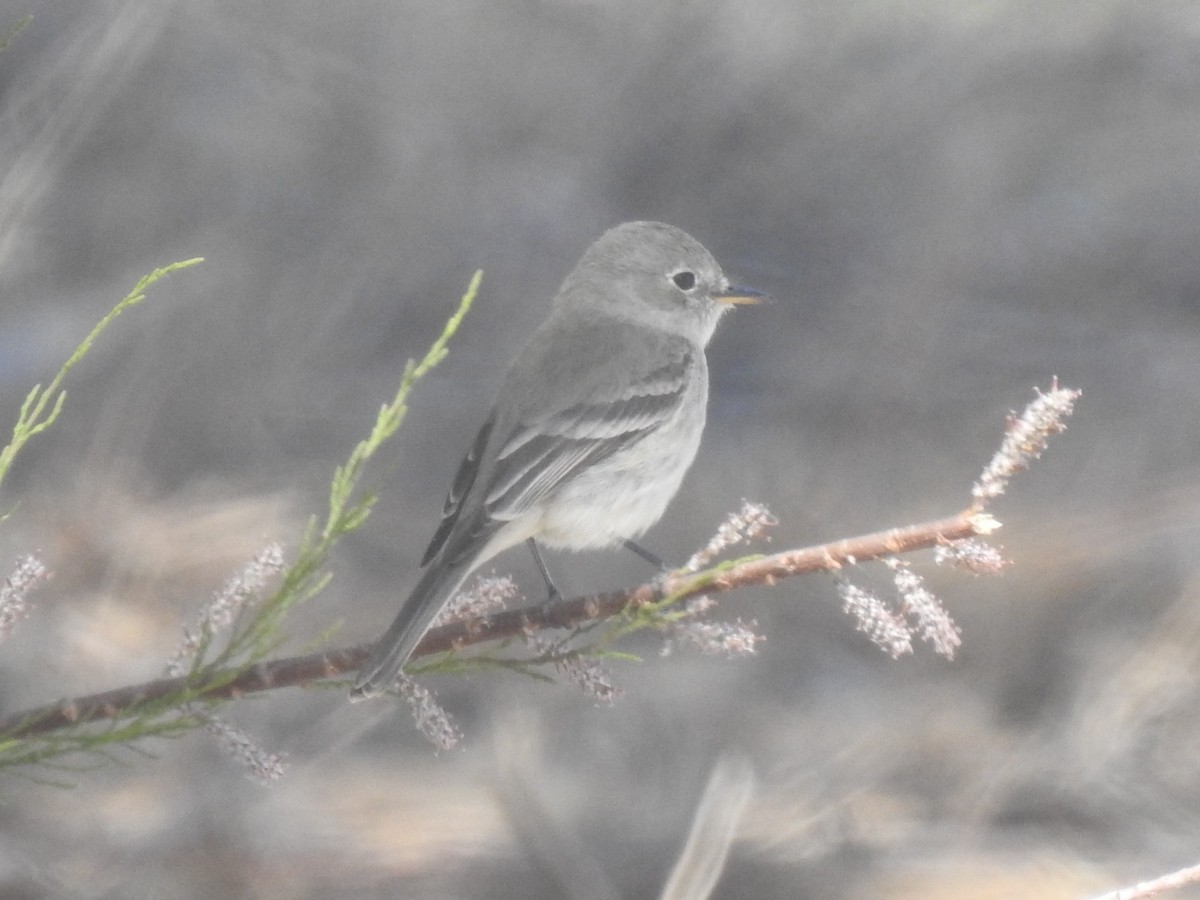 Gray Flycatcher - Chris Dean