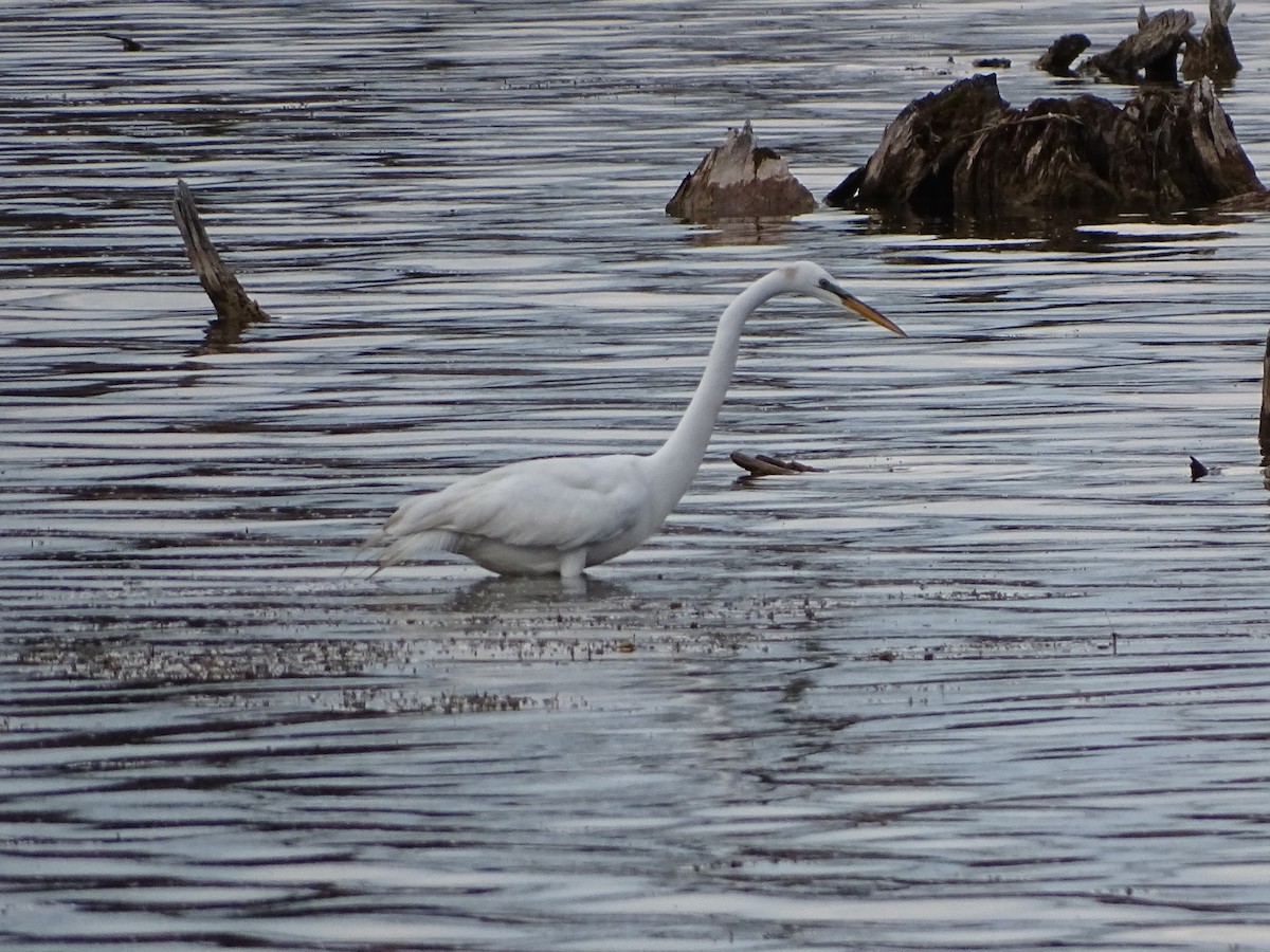 Great Egret - ML331088171