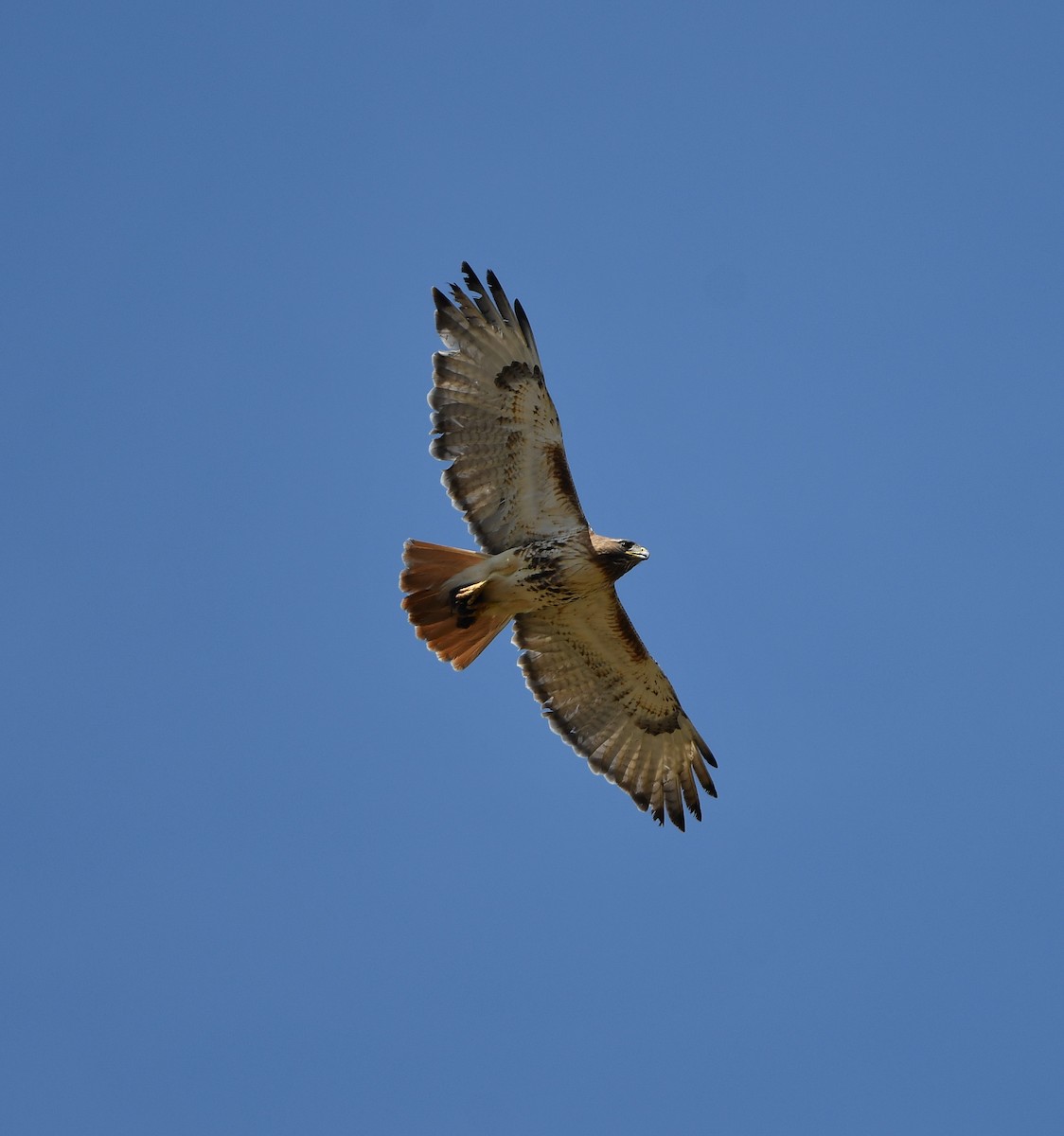 Red-tailed Hawk - Gerco Hoogeweg
