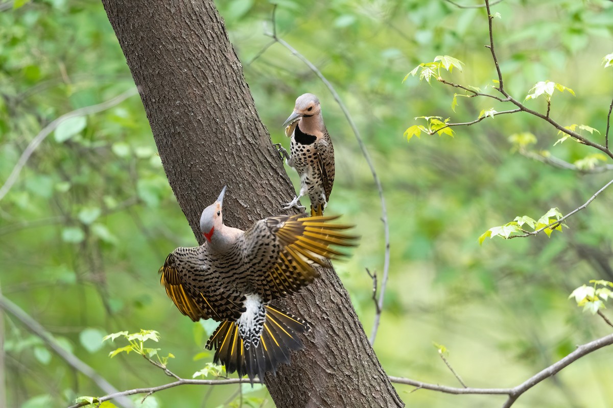 Northern Flicker (Yellow-shafted) - Theresa Brown