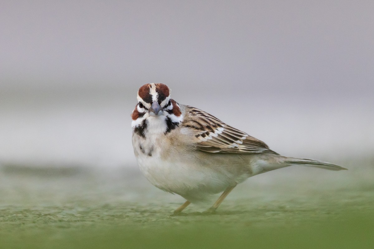 Lark Sparrow - ML331090441