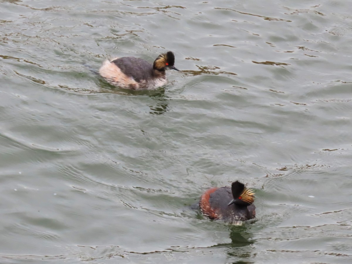 Eared Grebe - ML331092201