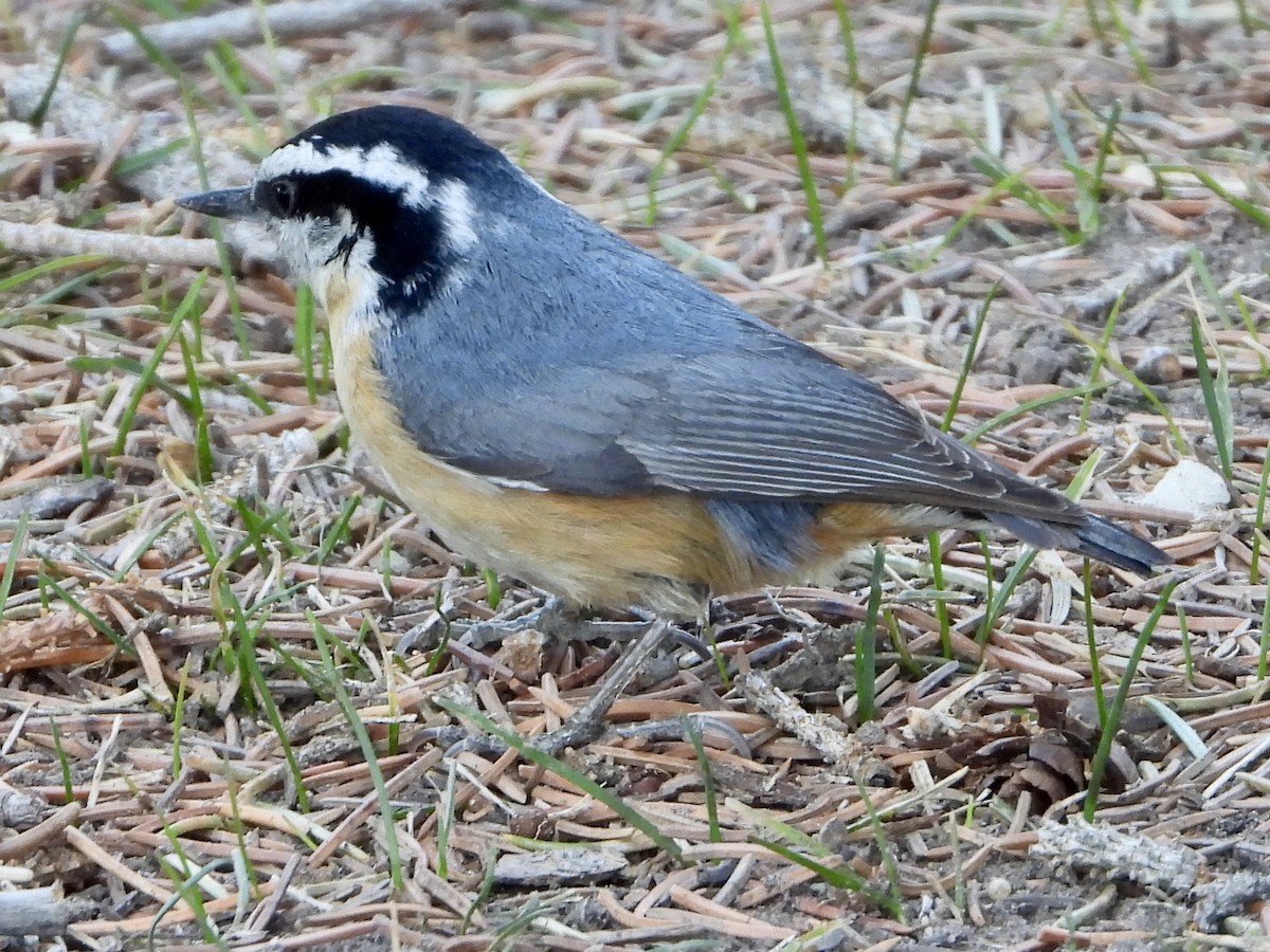 Red-breasted Nuthatch - ML331092341