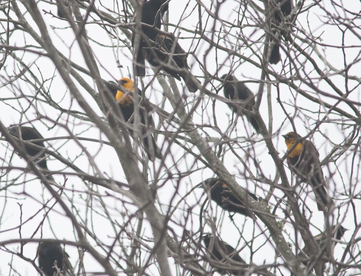Yellow-headed Blackbird - Justin Lawson
