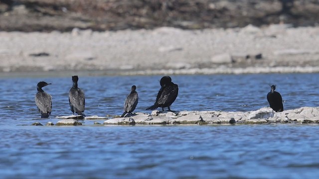 Neotropic Cormorant - ML331092901