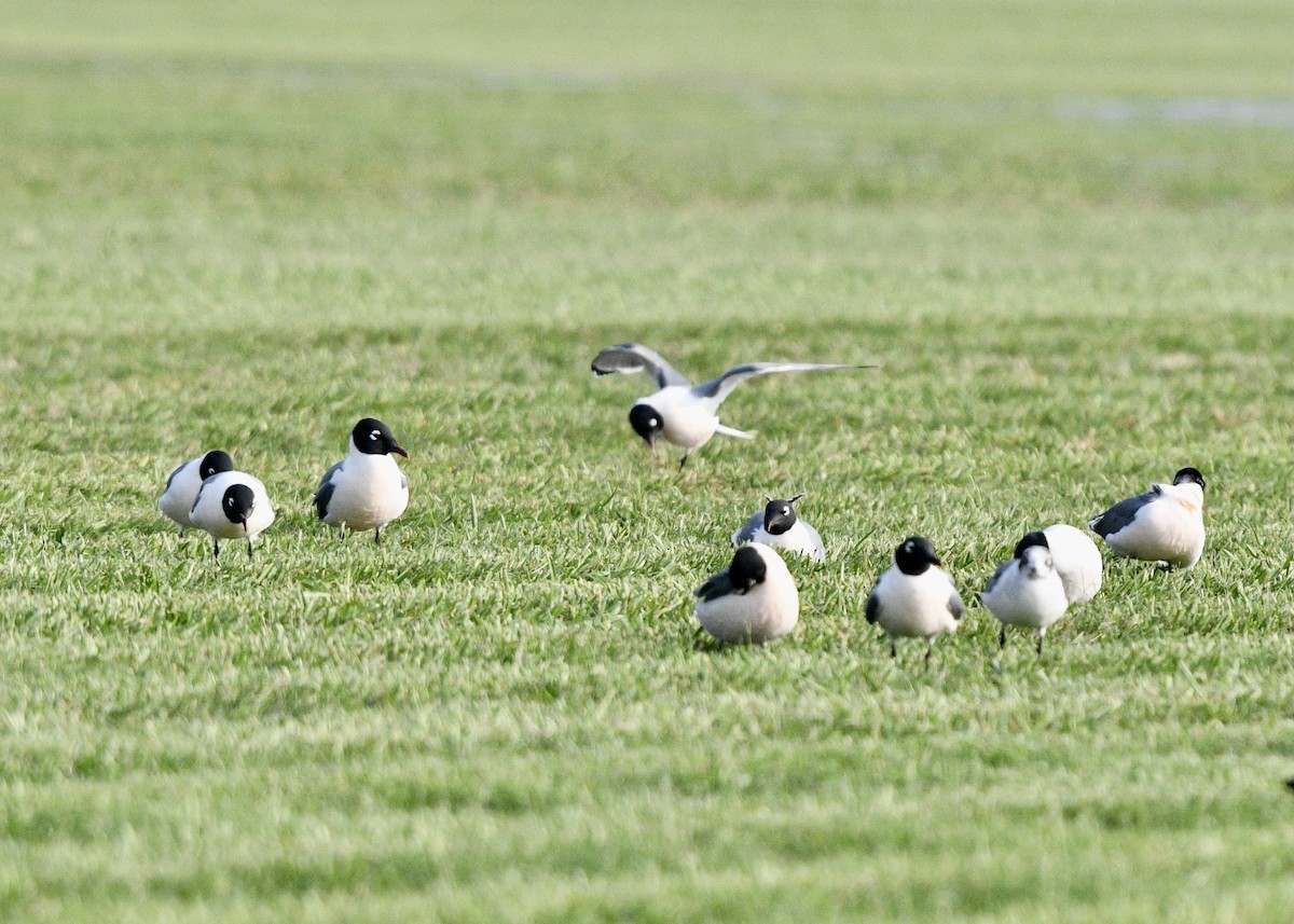 Franklin's Gull - Karen Carpenter