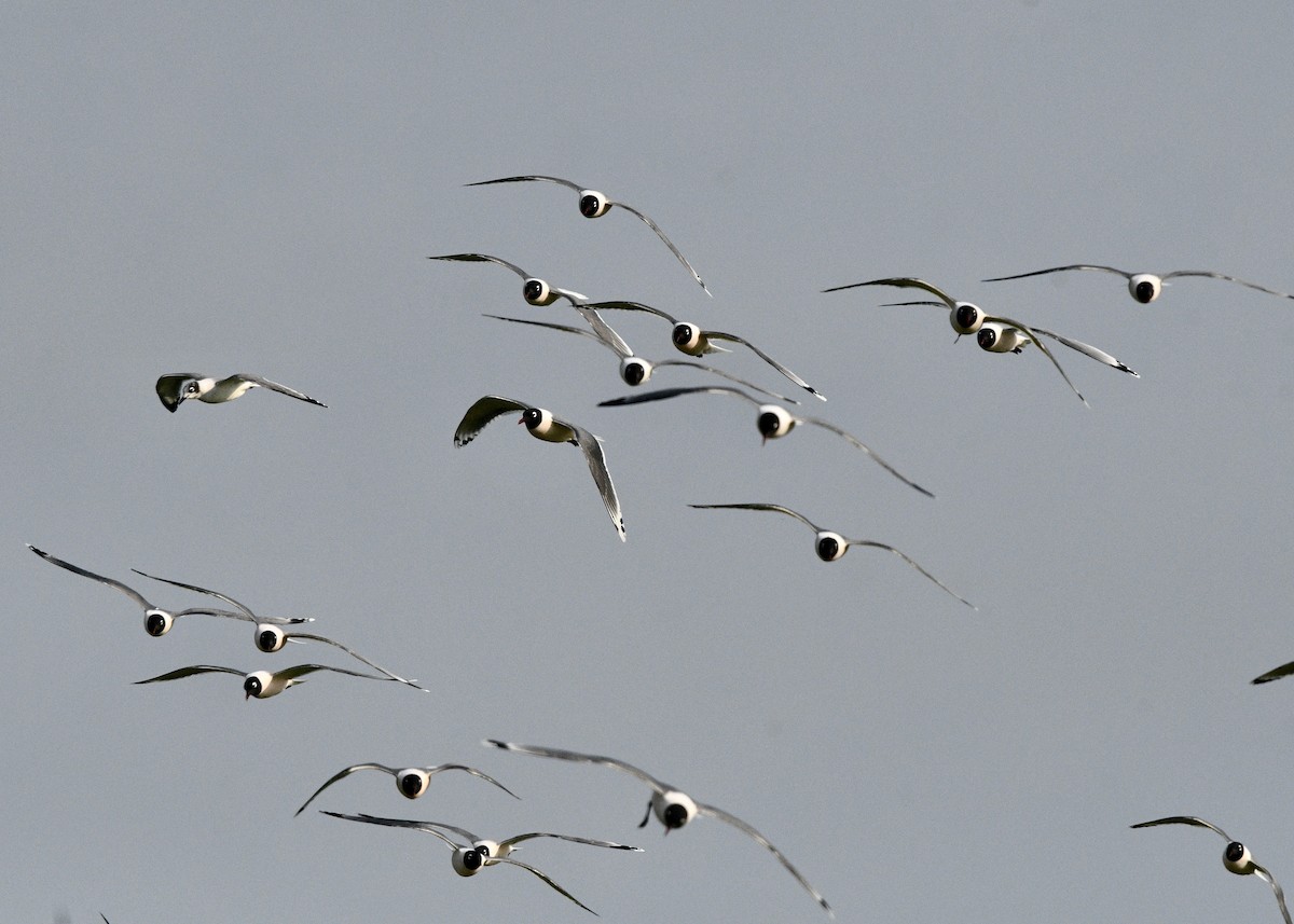 Franklin's Gull - Karen Carpenter