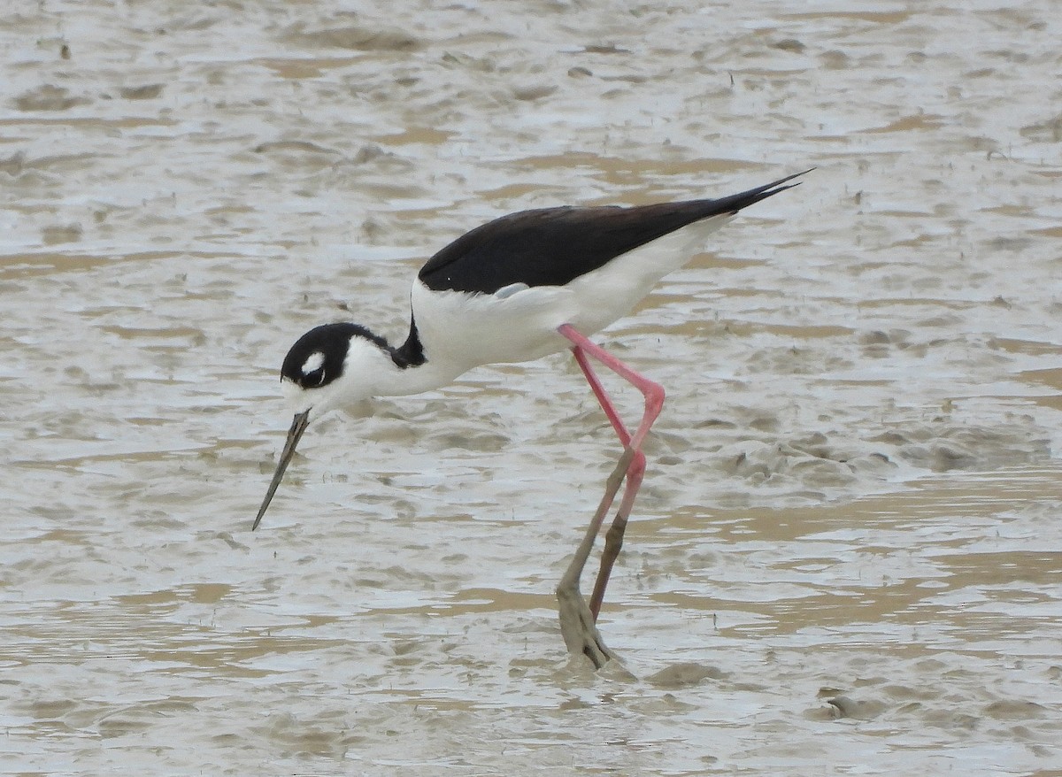 Black-necked Stilt - ML331094641