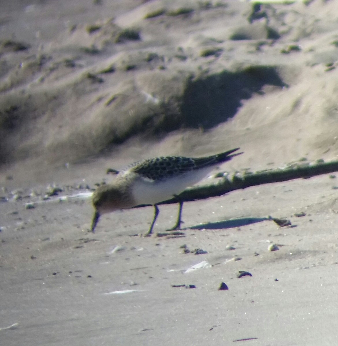 Baird's Sandpiper - ML33109471