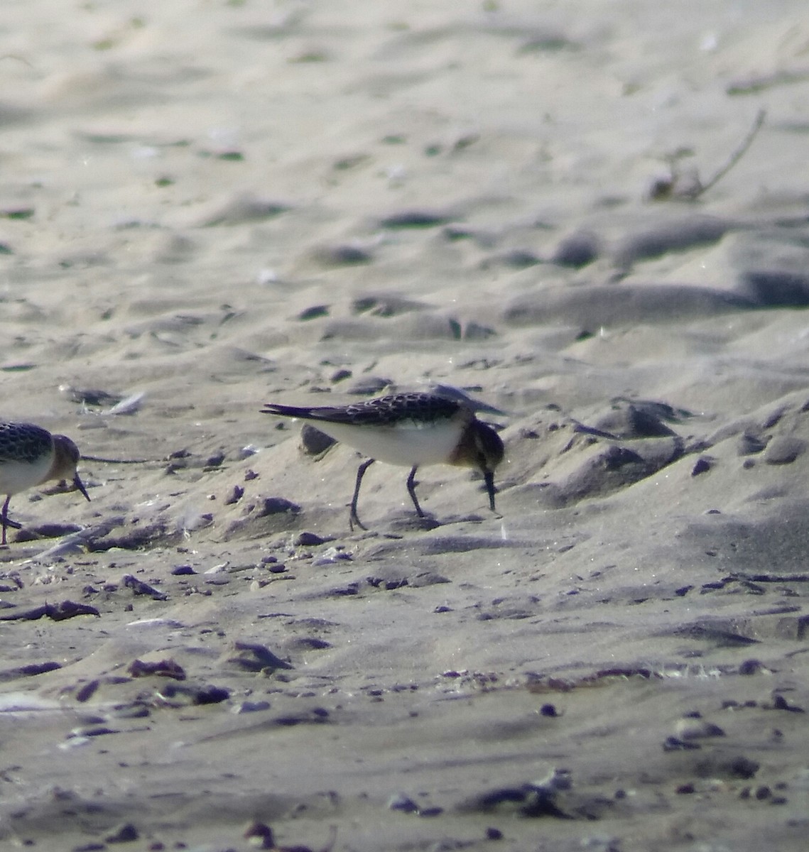 Baird's Sandpiper - ML33109481