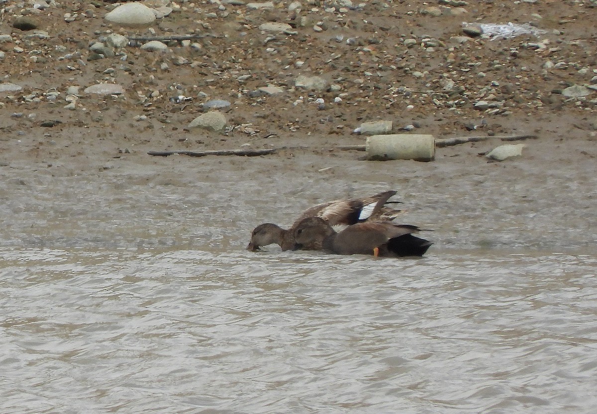 Gadwall - Glenn Pearson