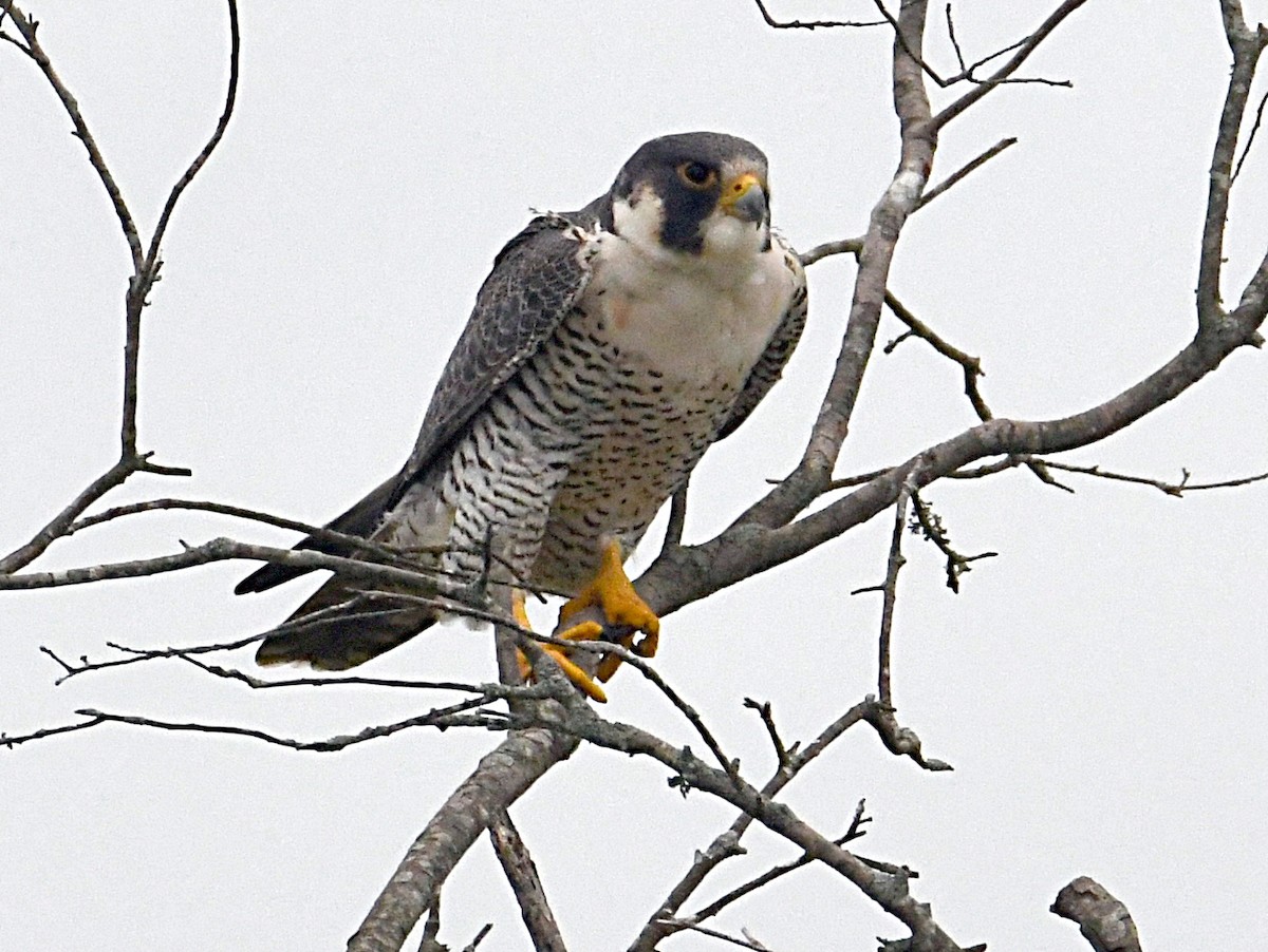 Peregrine Falcon - ML331096721