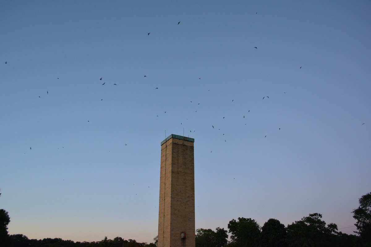 Chimney Swift - Ryan Treves