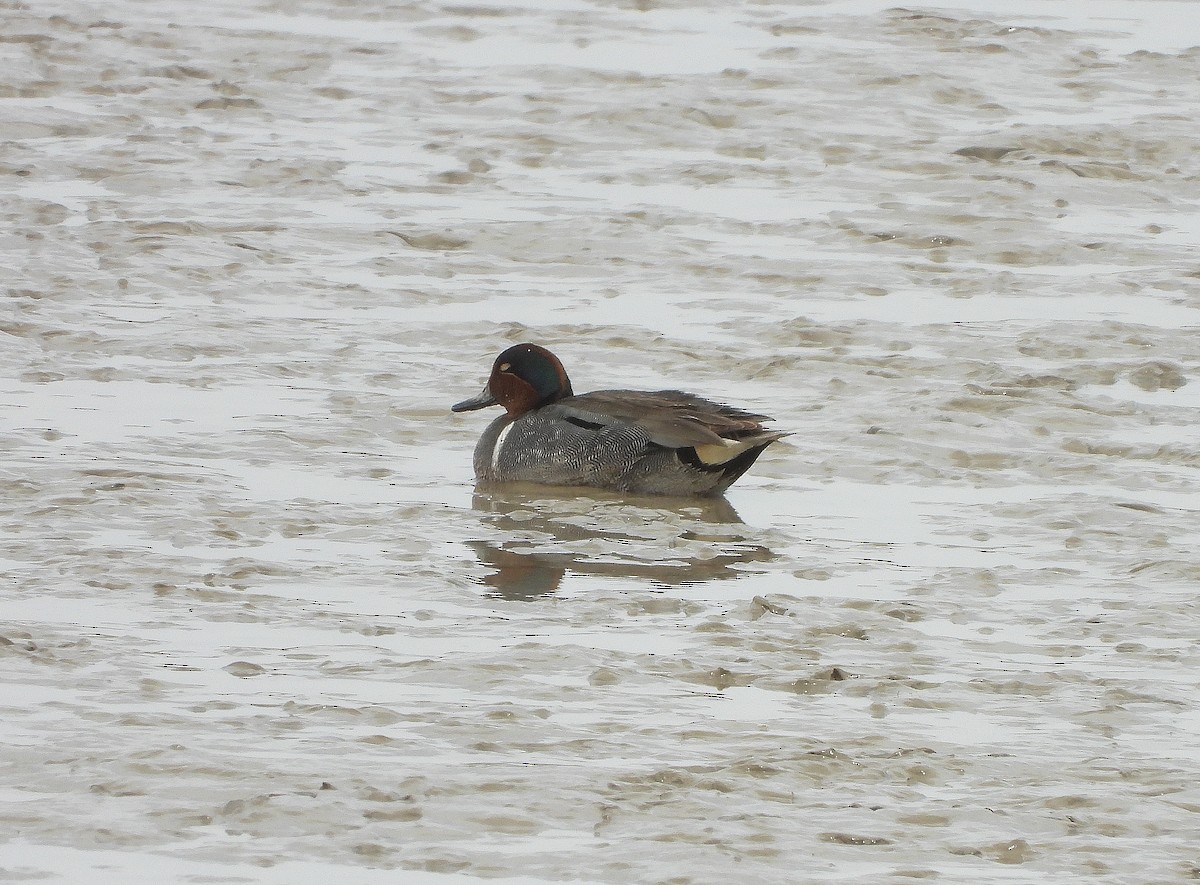 Green-winged Teal - ML331097631