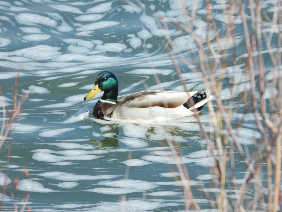 Canard colvert - ML331097761