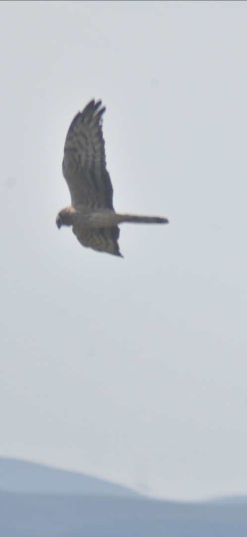 Montagu's Harrier - Metin Güzeliş