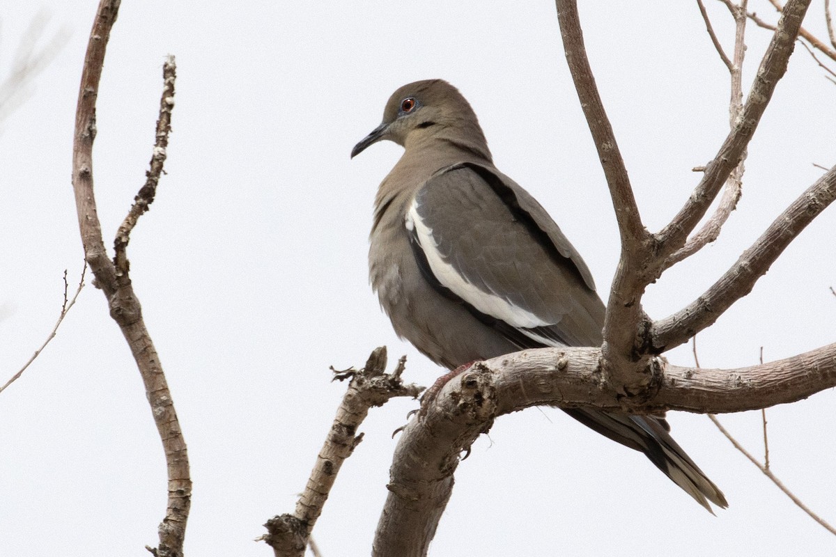 White-winged Dove - ML331101571