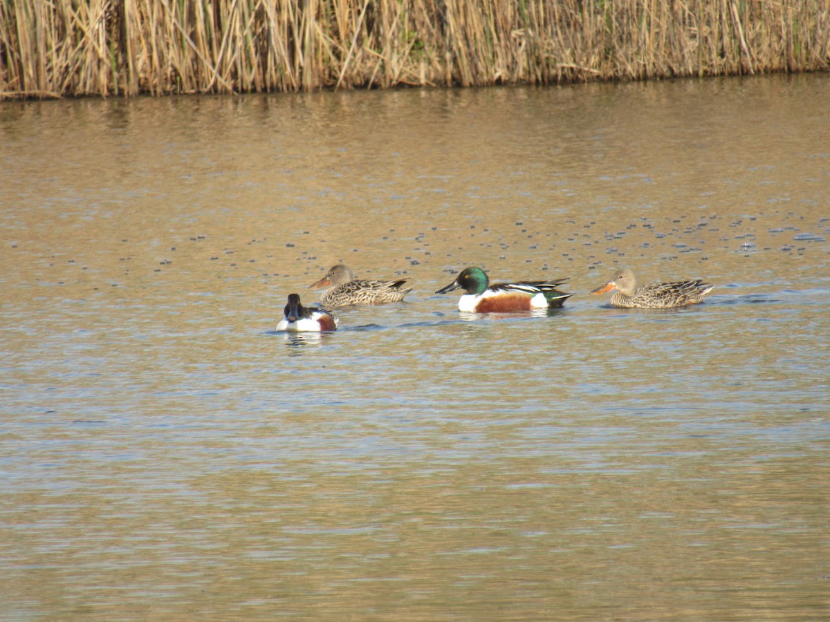 Northern Shoveler - ML331107561