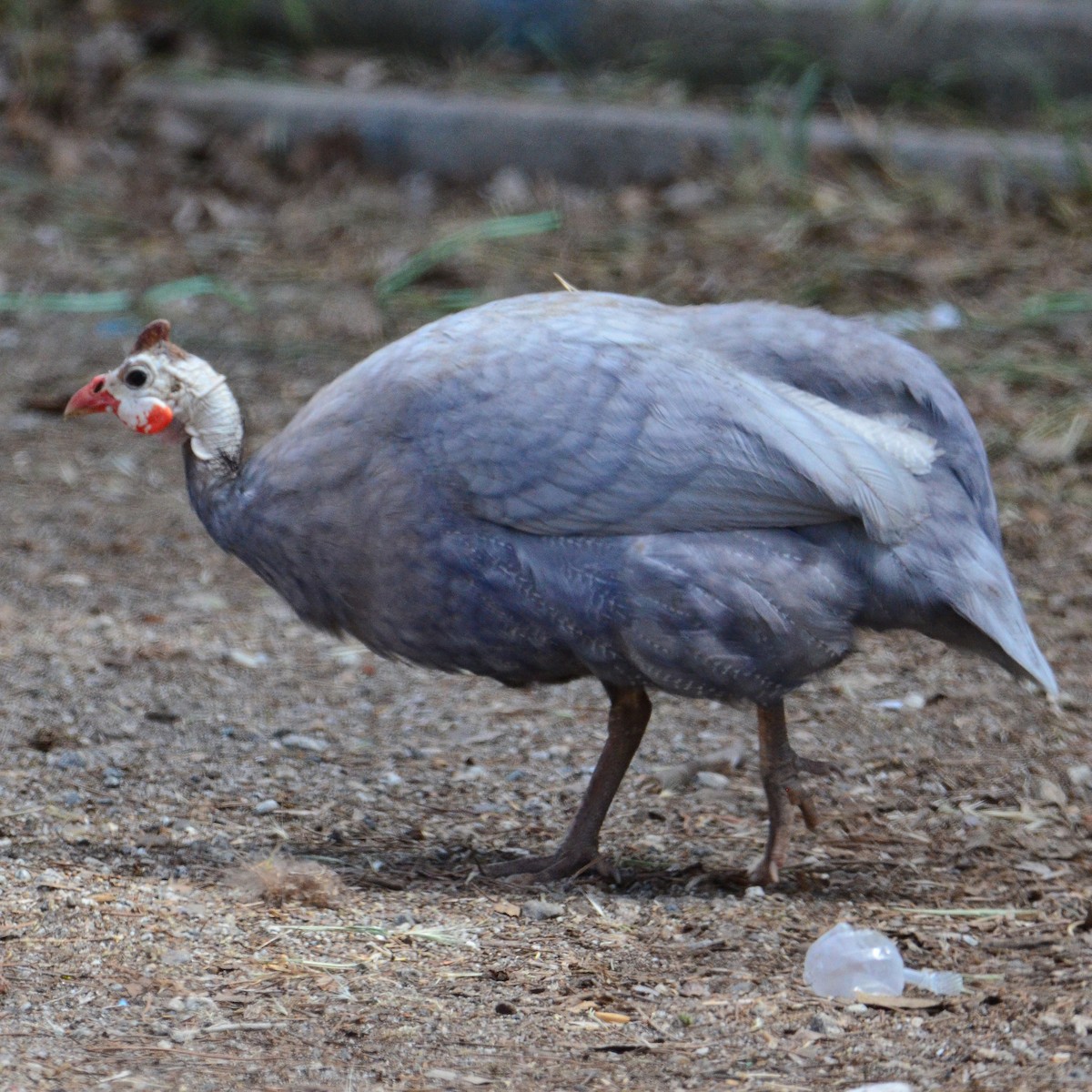 Helmeted Guineafowl - ML331112341