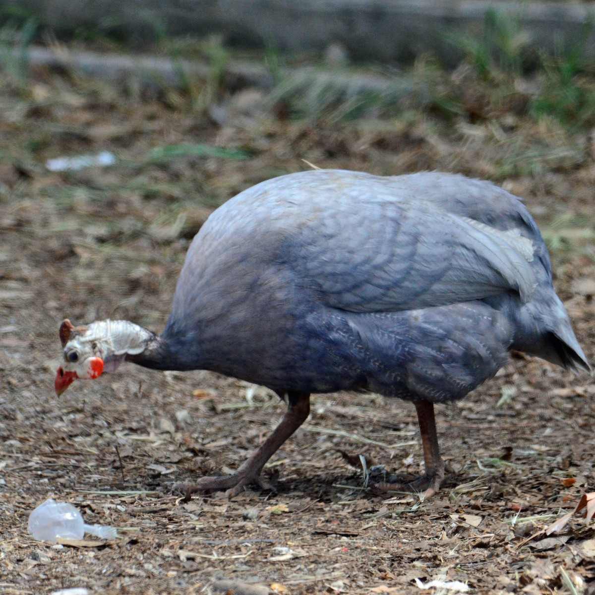 Helmeted Guineafowl - ML331112381