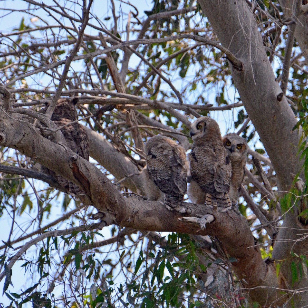 Great Horned Owl - David Hohmann