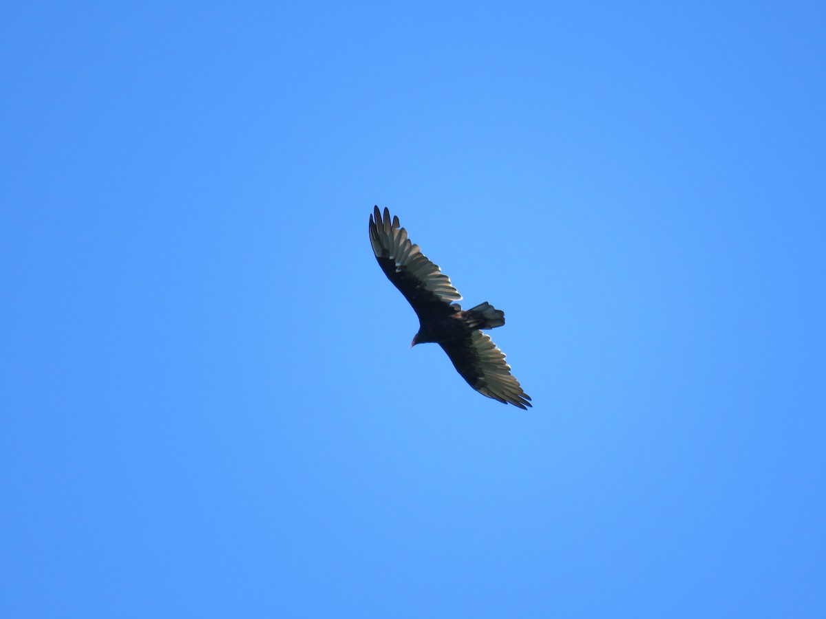 Turkey Vulture - ML33111271