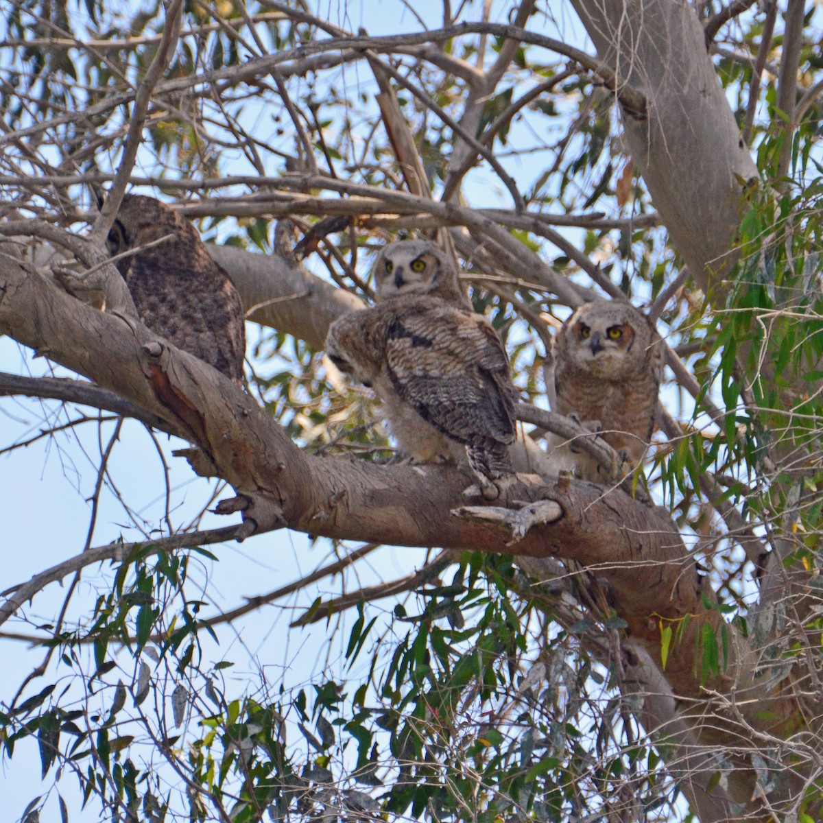 Great Horned Owl - ML331112731