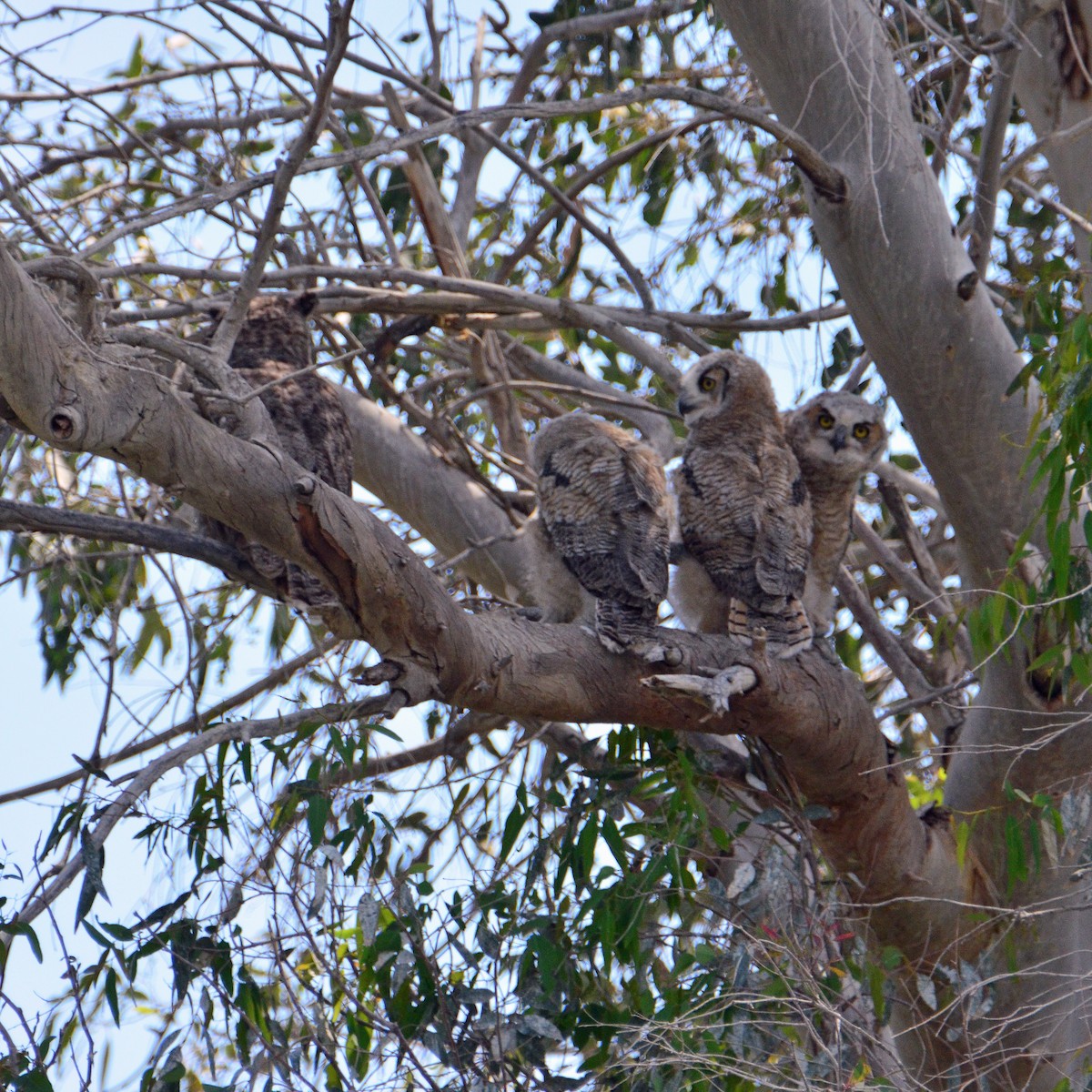 Great Horned Owl - ML331112761