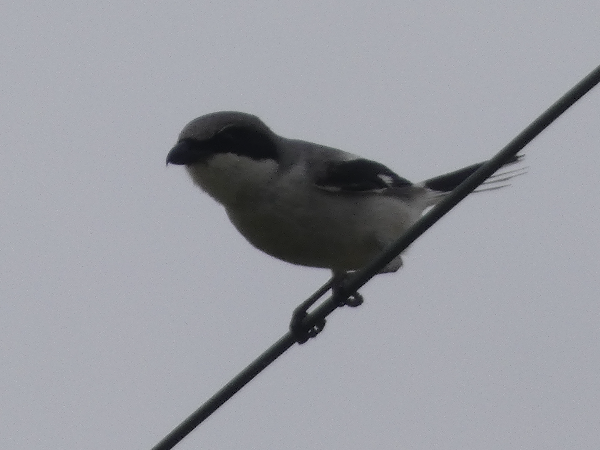 Loggerhead Shrike - Carolyn Sanders