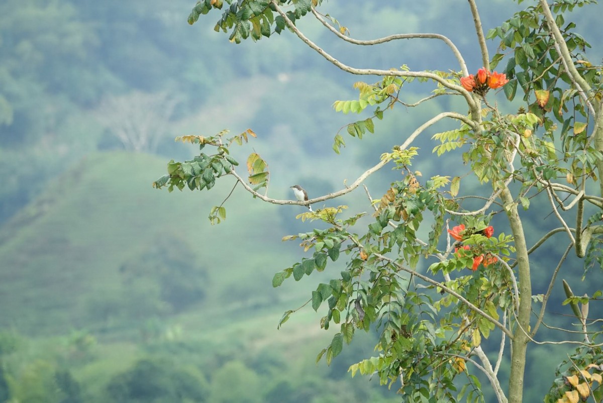 Yellow-billed Cuckoo - ML331113301