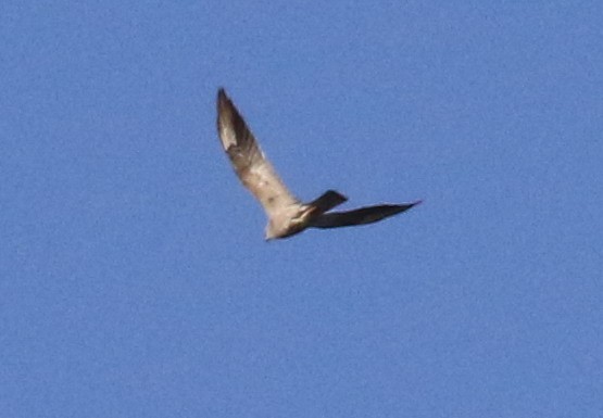 Mississippi Kite - ML33111401