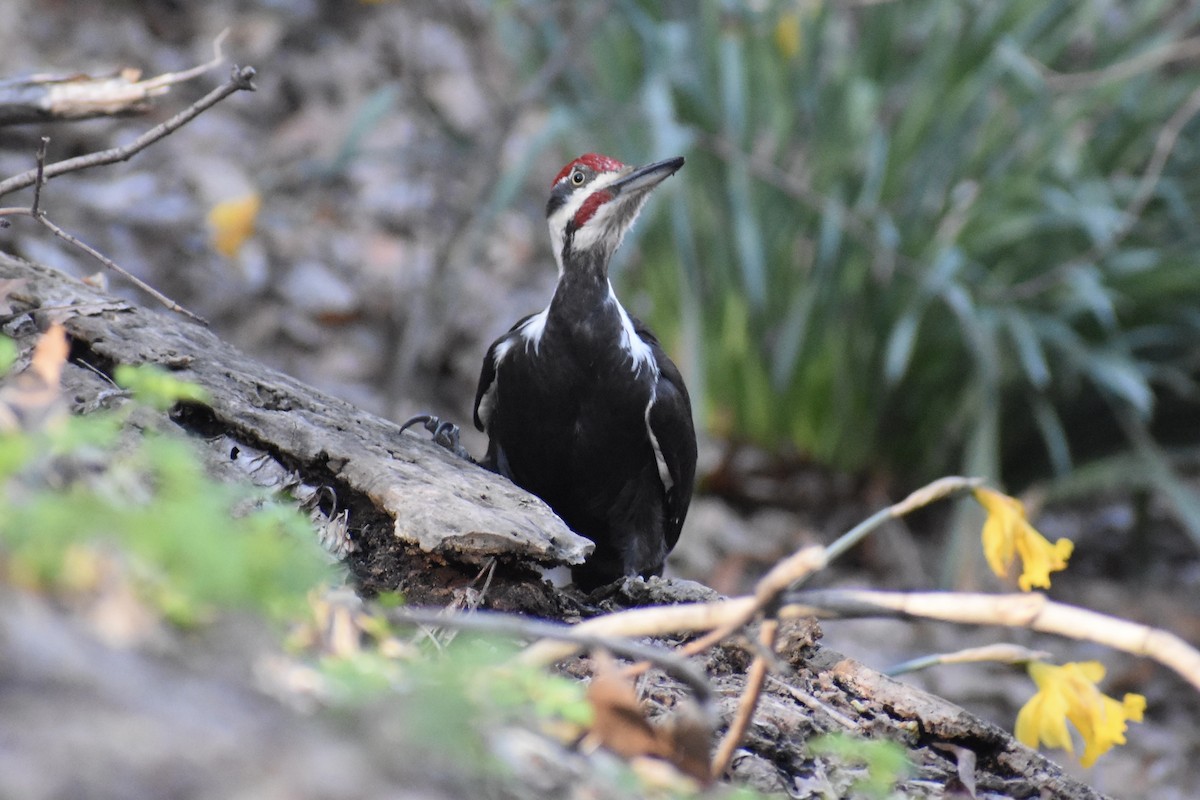 Pileated Woodpecker - ML331118891
