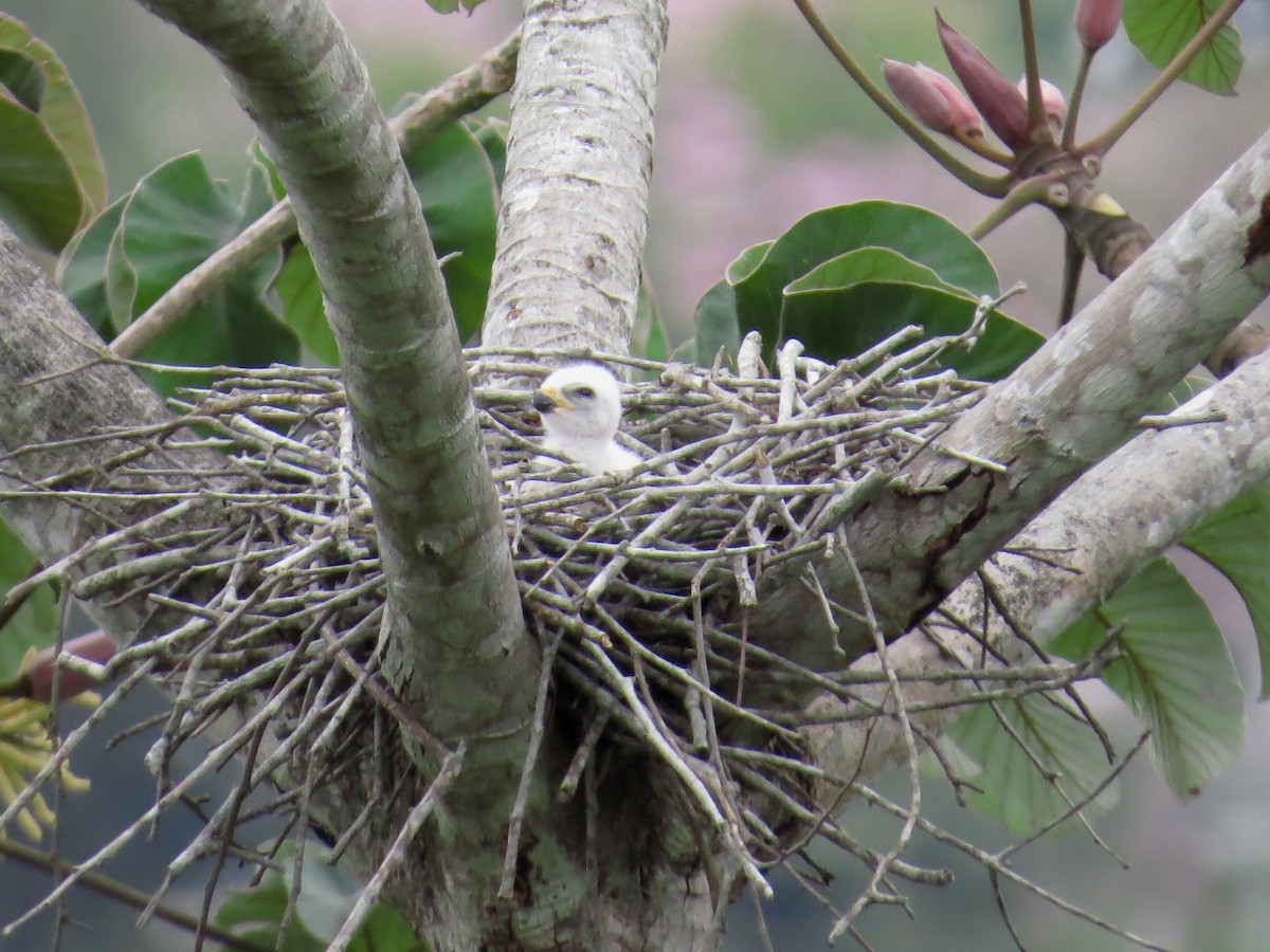 Plumbeous Kite - Scarlet  Cordero Seijas