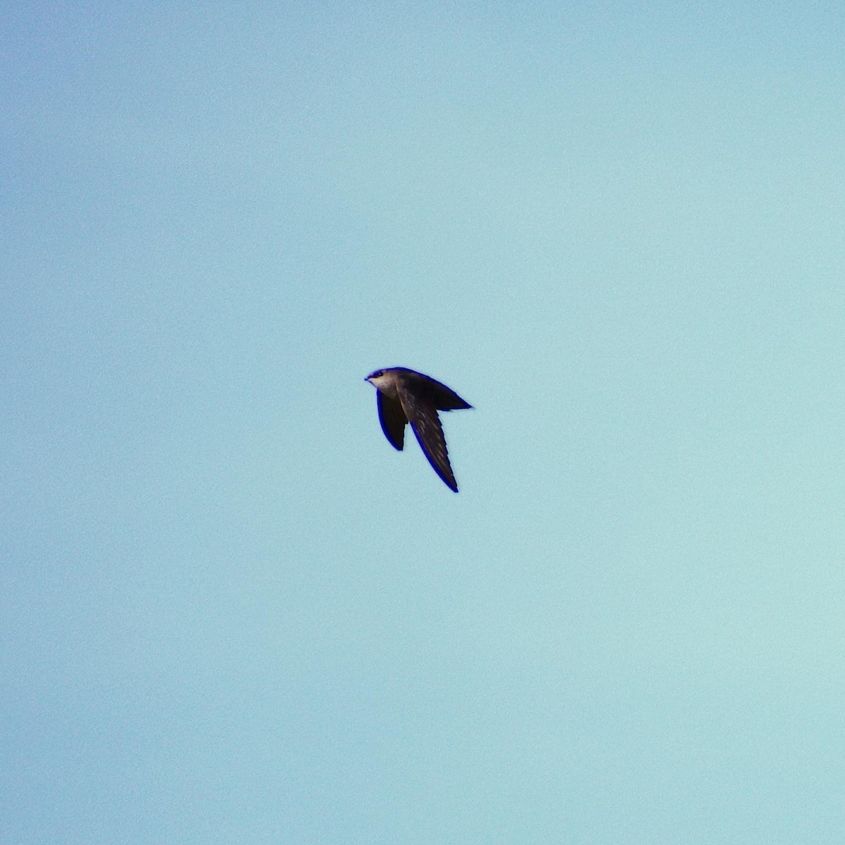 Chimney Swift - Randall Nett