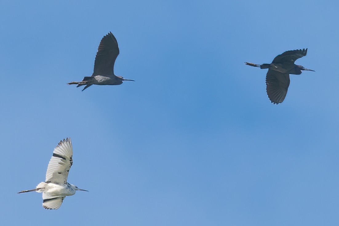 Little Blue Heron - ML331125051