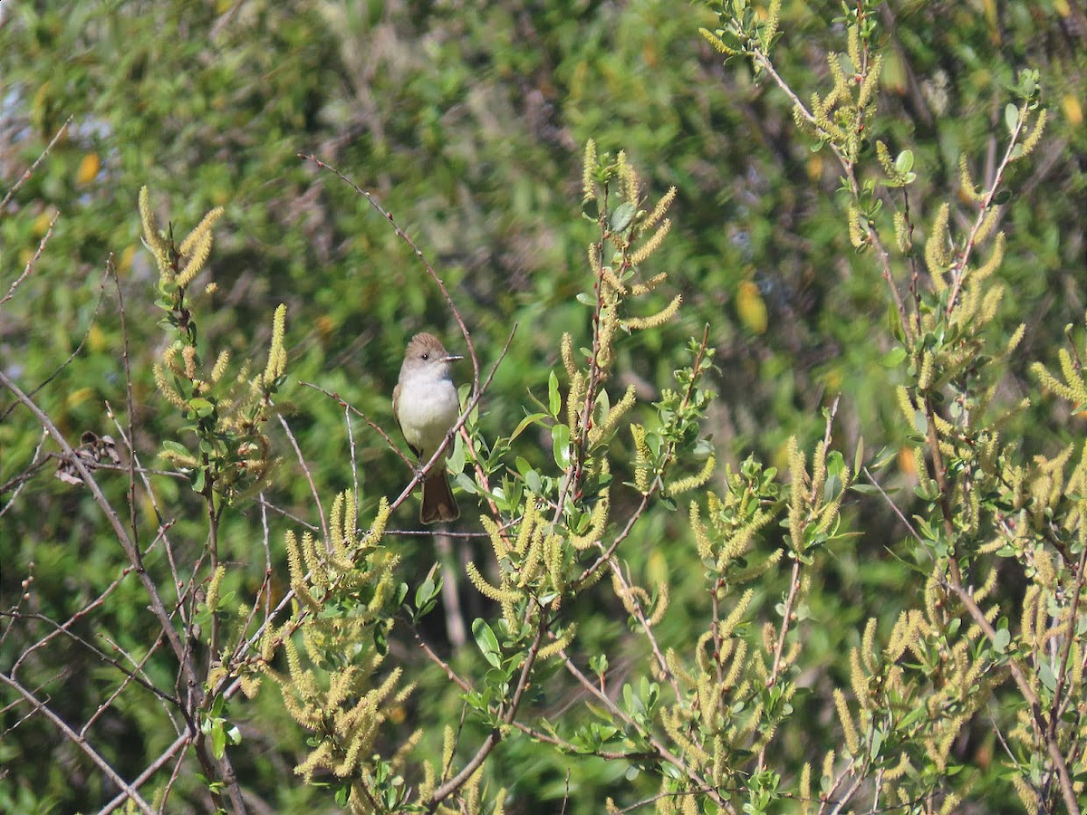 Ash-throated Flycatcher - Long-eared Owl