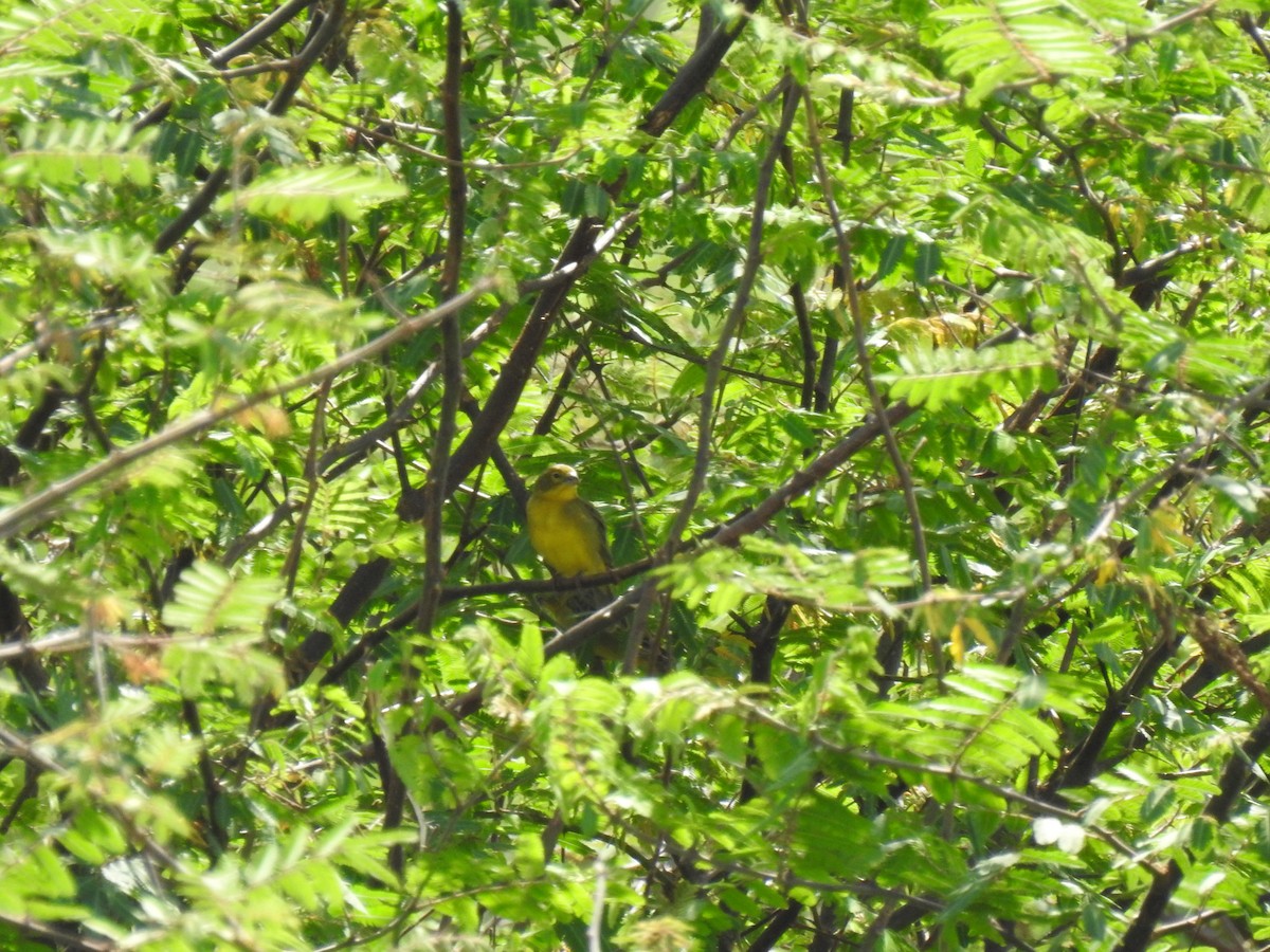 Grassland Yellow-Finch - ML331125671