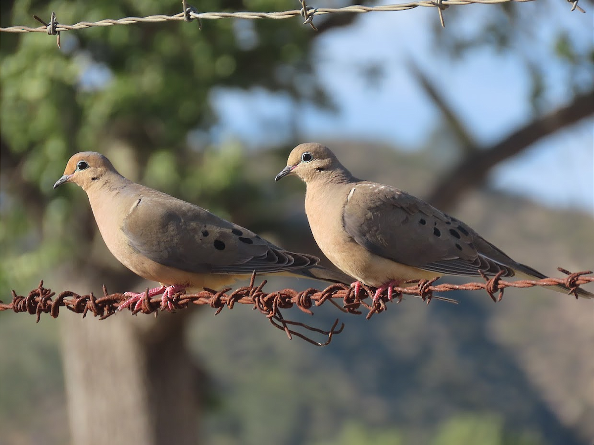 Mourning Dove - Long-eared Owl