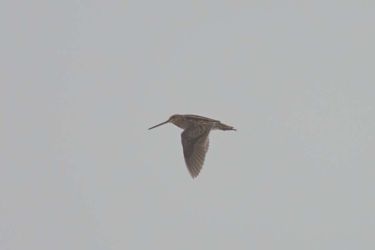 Wilson's Snipe - ML331126271