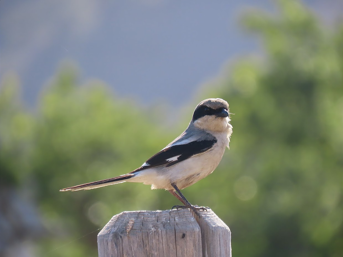 Loggerhead Shrike - ML331126621