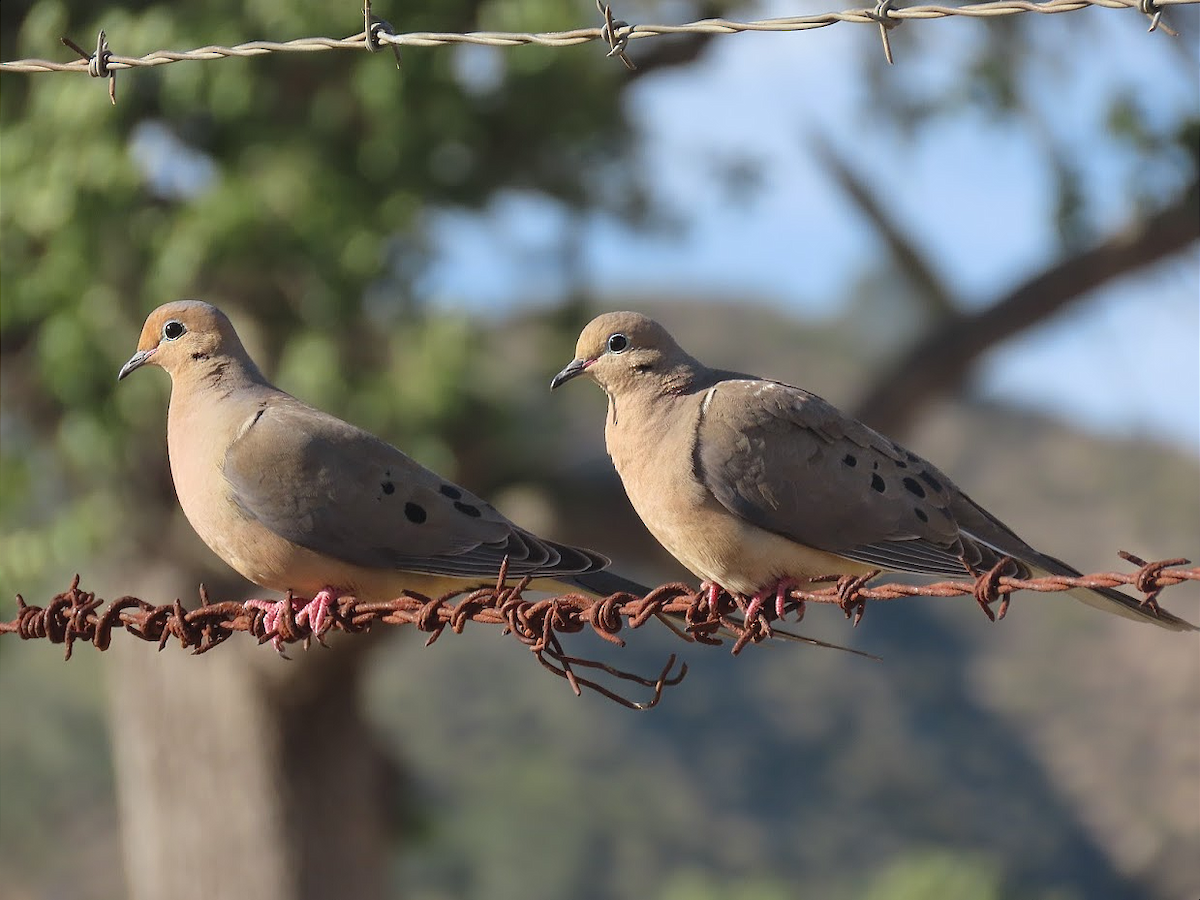 Mourning Dove - Long-eared Owl