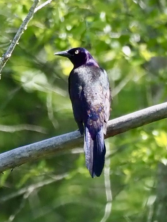 Common Grackle - ML331129911