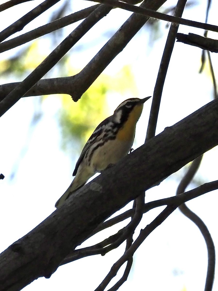 Yellow-throated Warbler - ML331130491