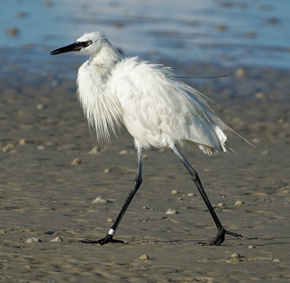 Reddish Egret - ML33113071