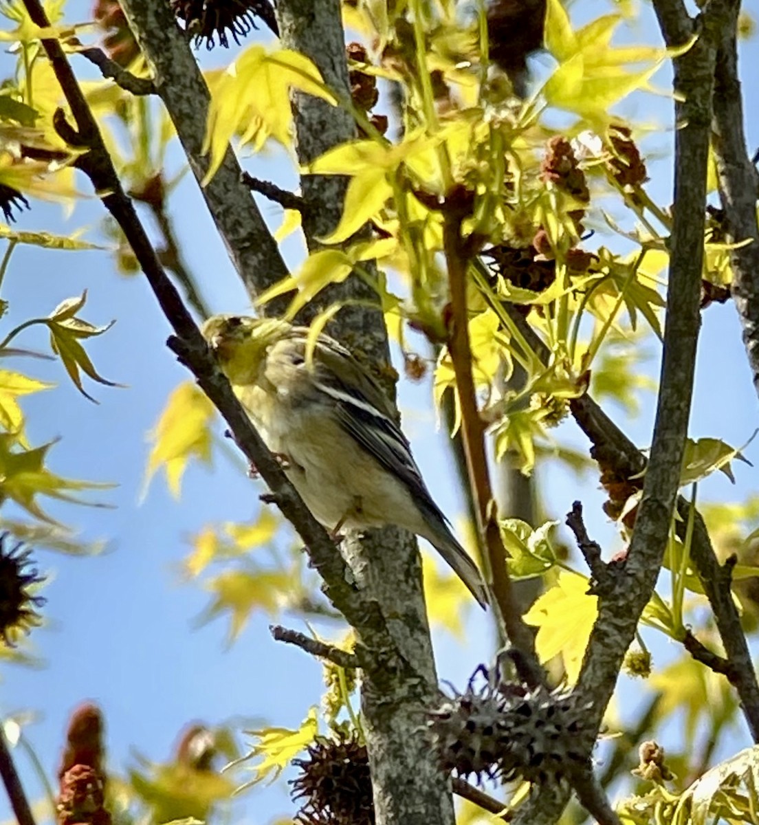 American Goldfinch - ML331132591