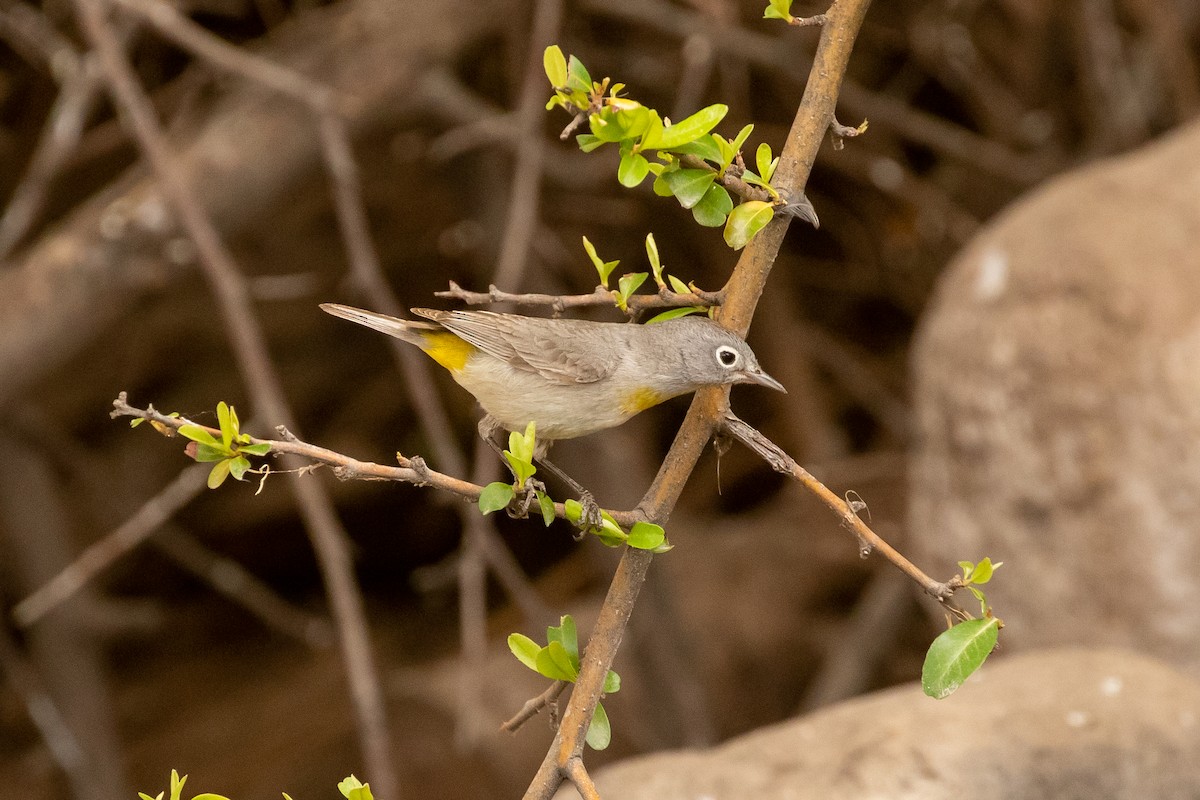 Virginia's Warbler - Mark Stephenson