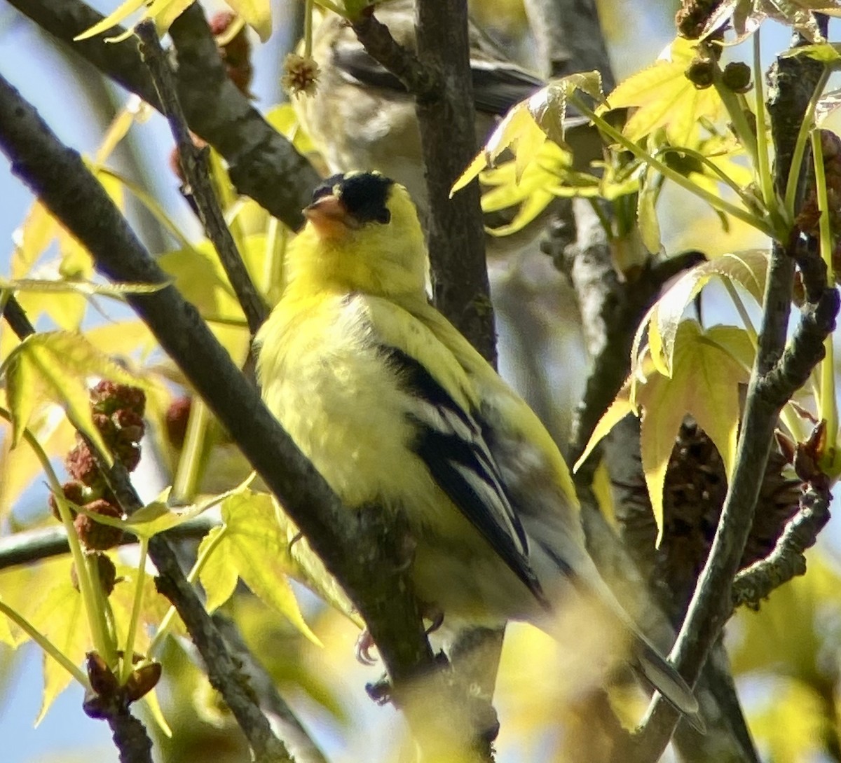 American Goldfinch - ML331132931