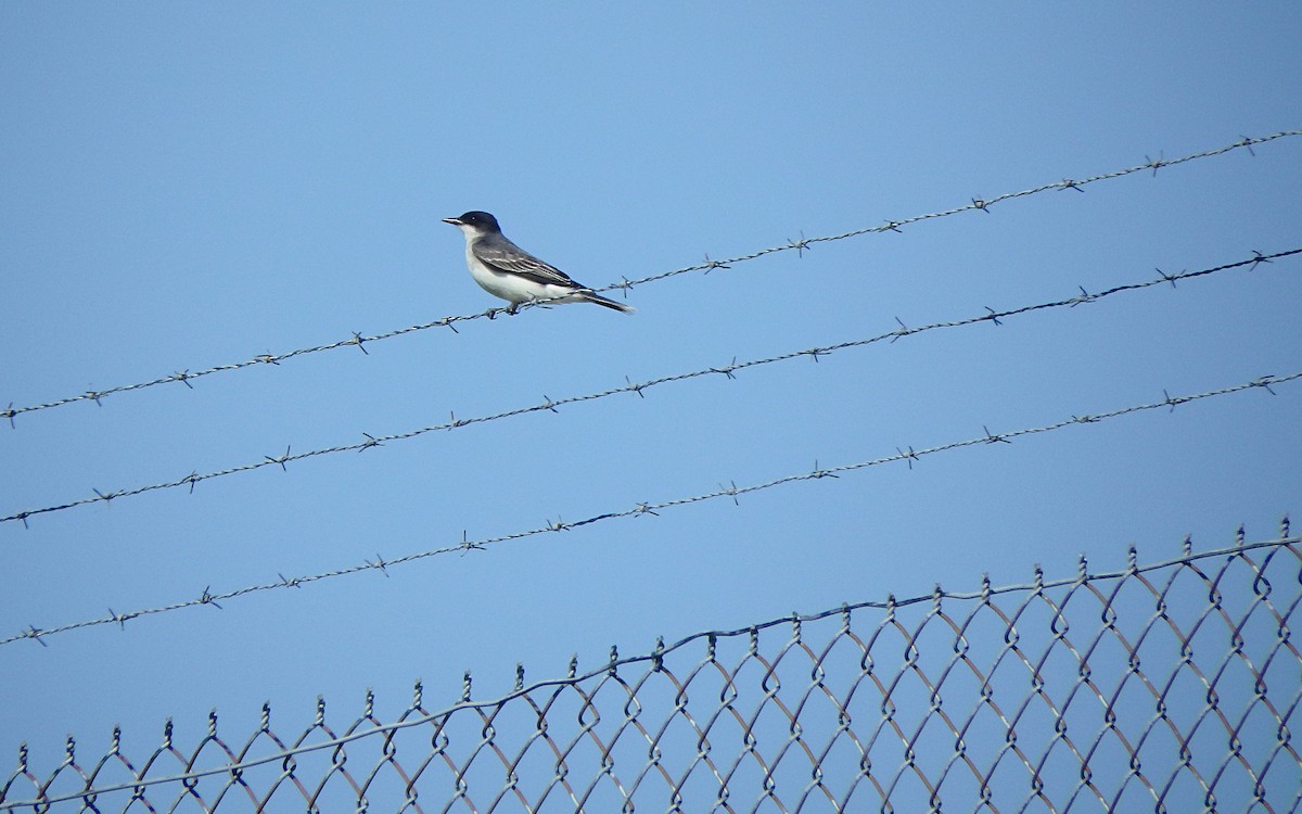 Eastern Kingbird - Jim O'Neill